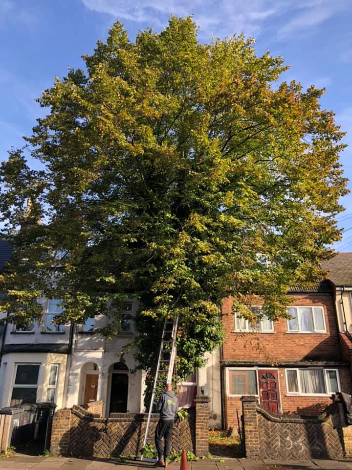 Tree surgery team