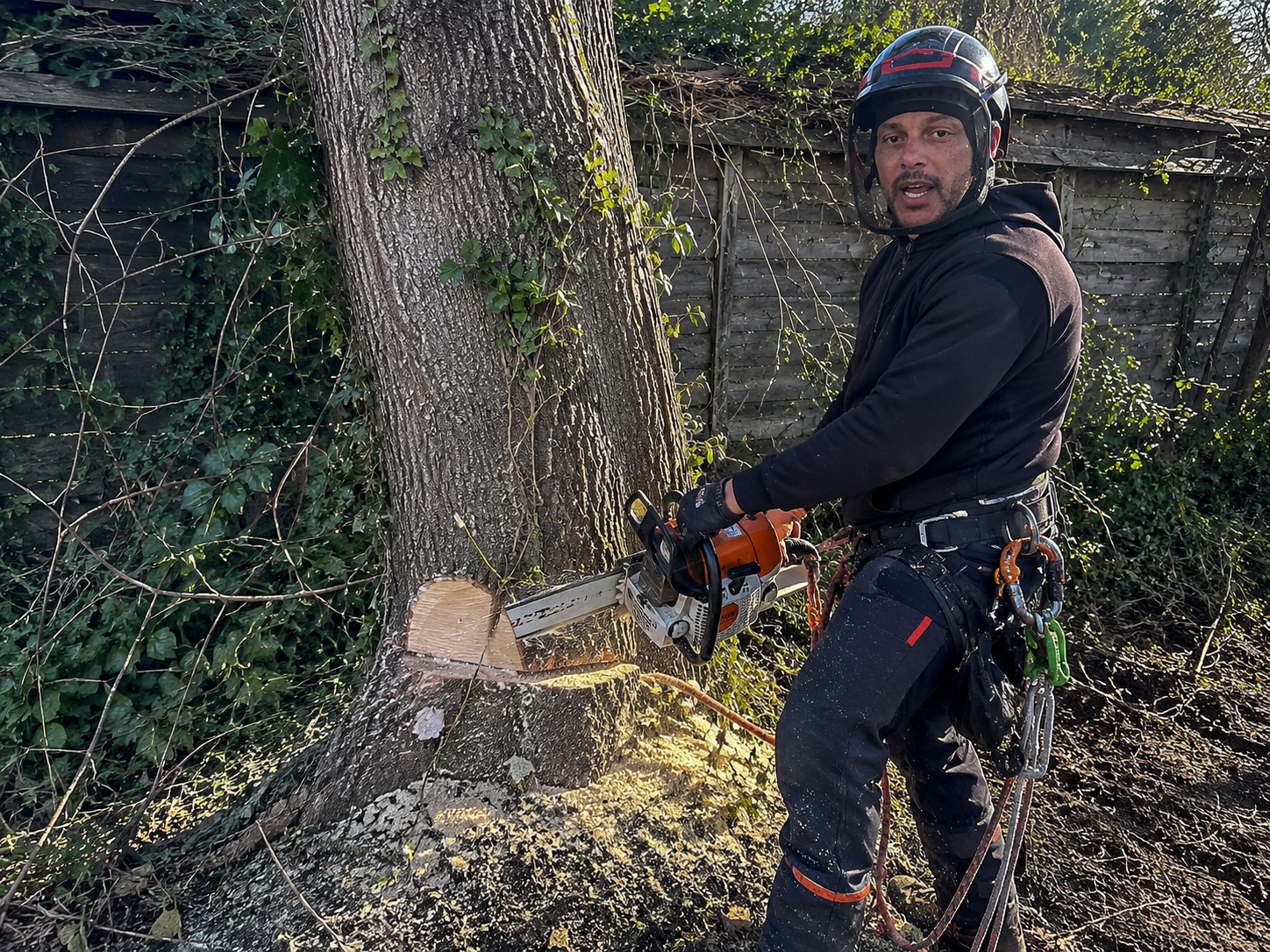 Tree Removal