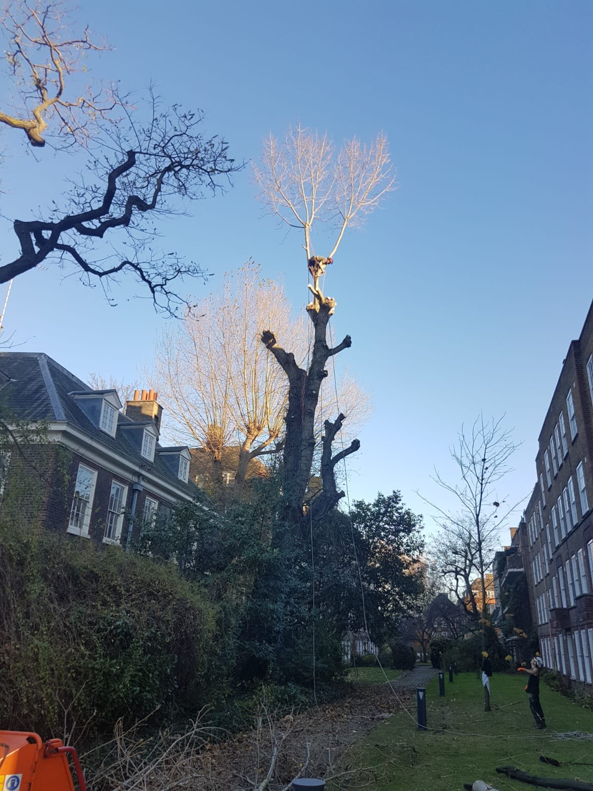 Professional tree pruning