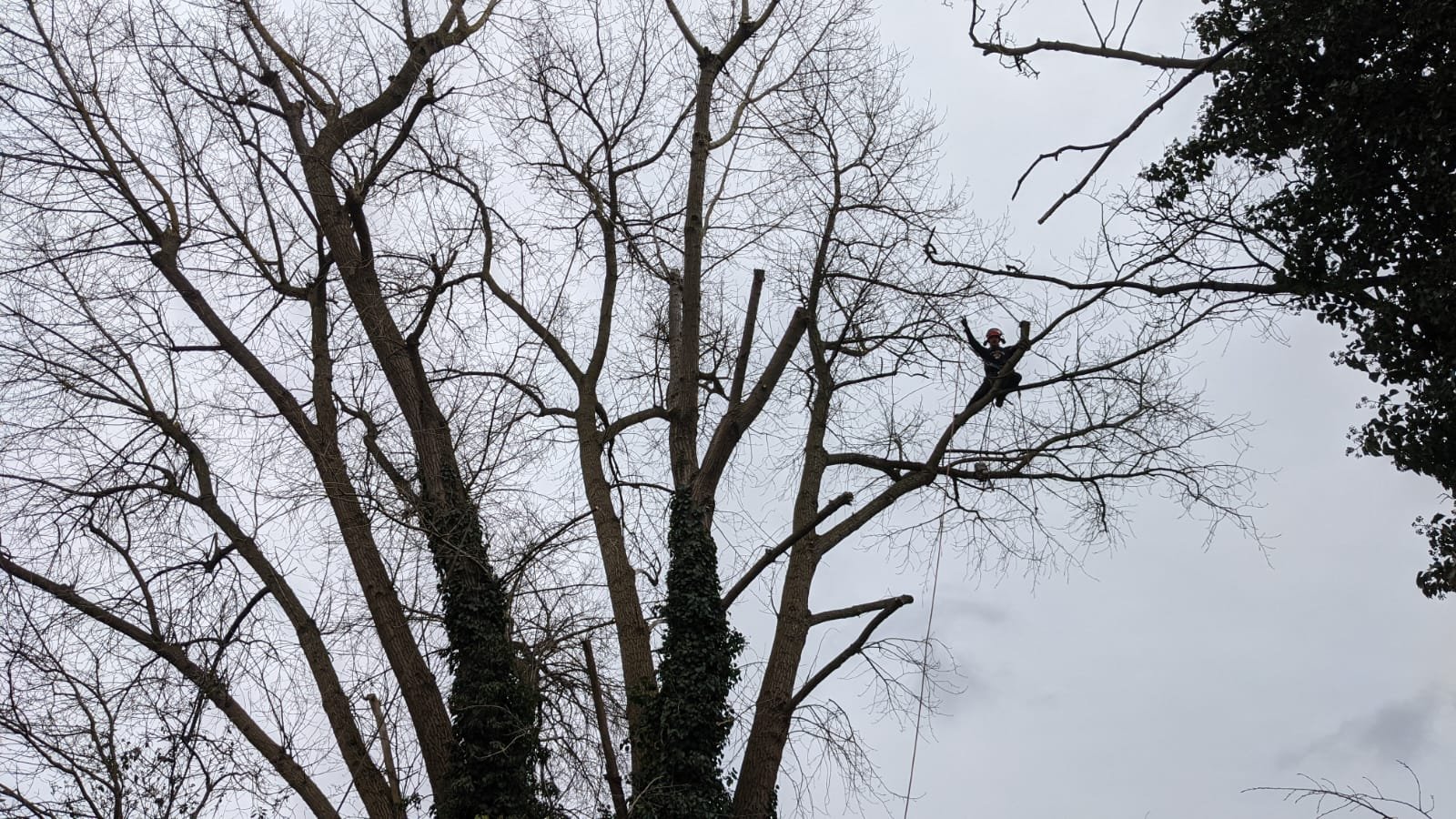 Tree pruning service