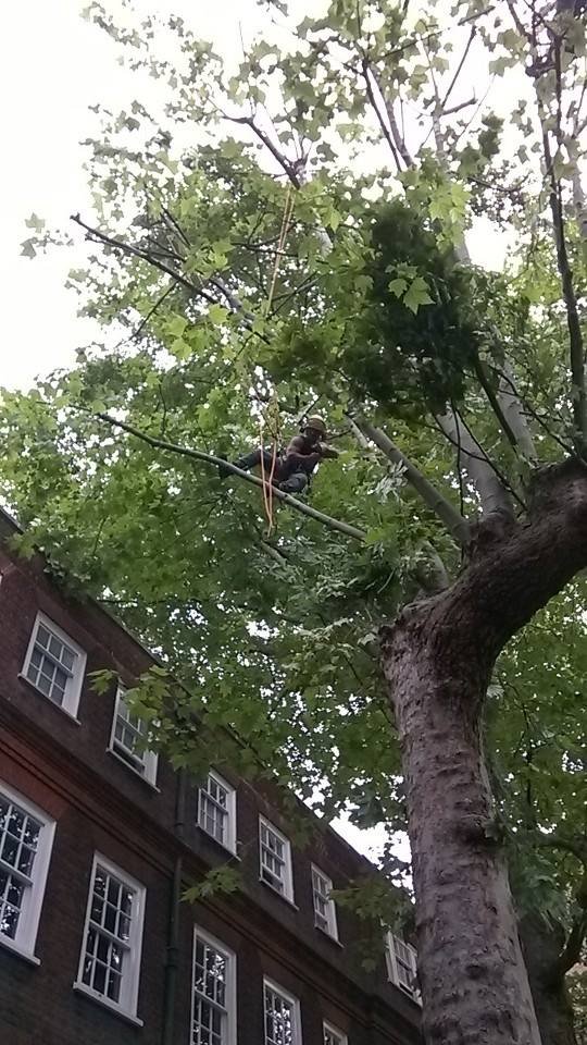 Tree pruning work