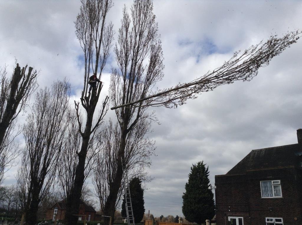 Tree pruning project