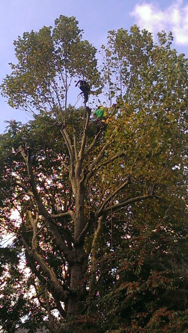 Crown reduction work