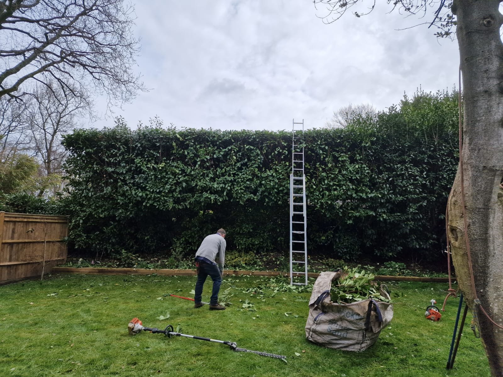 Hedge trimming project