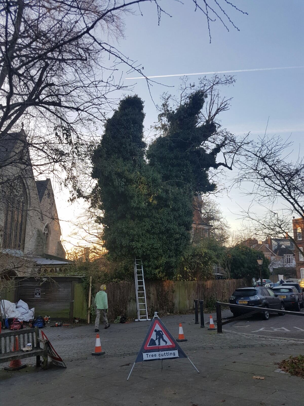 Before tree pruning