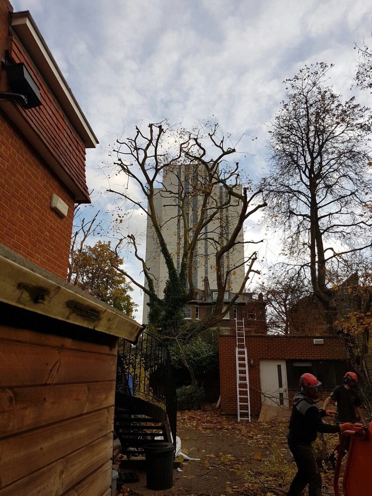 Tree removal completed project