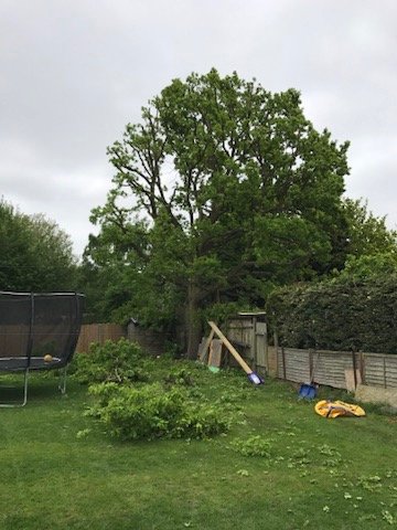 Tree removal service