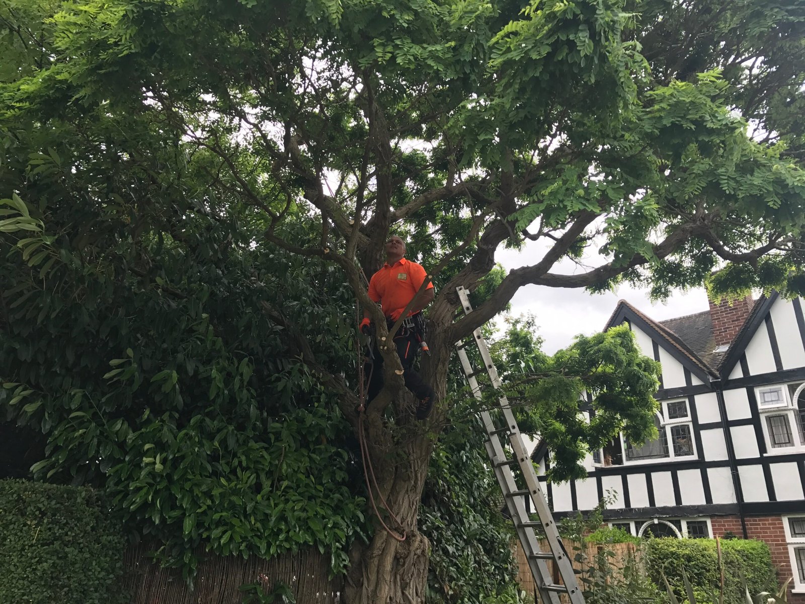 Tree removal work