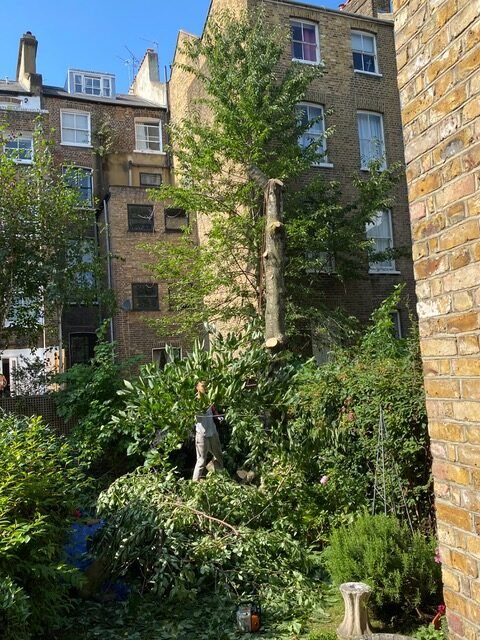 Tree removal project